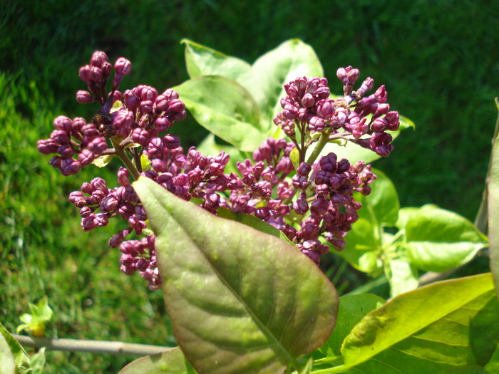 Lilac Ruhm von Horstenstein (`10,Apr.21) - Ruhm von Horstenstein