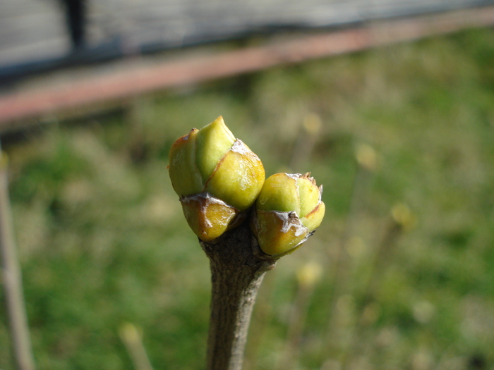 White Lilac Tree (2010, March 02)