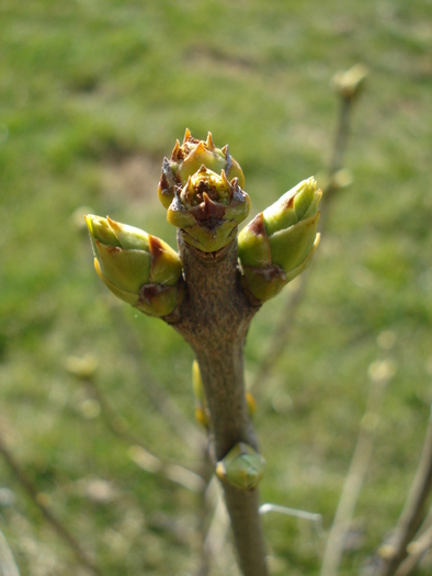 Syringa vulgaris var. Alba (2010, Mar.19)