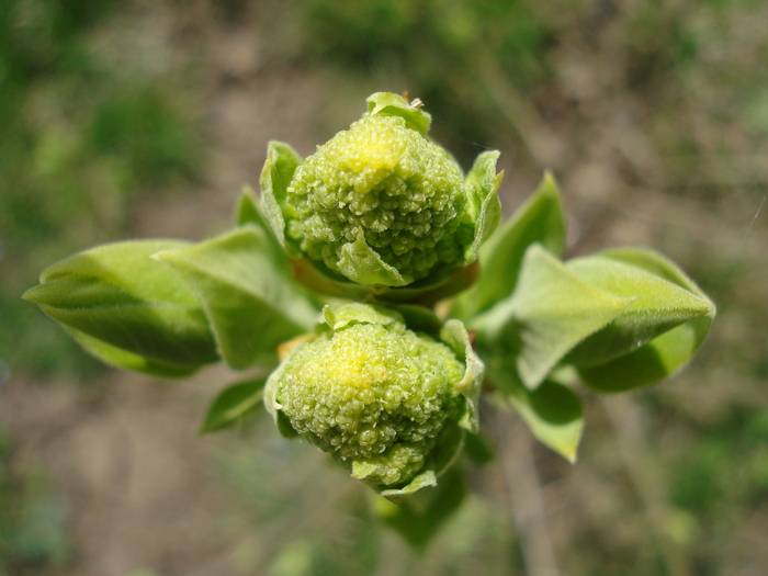 Syringa vulgaris var. Alba (2010, Mar.27)