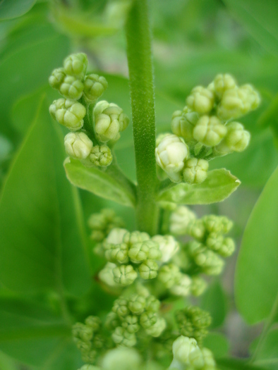 Syringa vulgaris var. Alba (2010, Apr.12) - Syringa vulgaris White