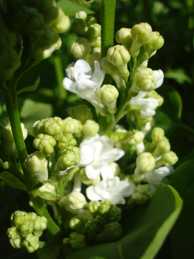 Liliac alb (2010, April 18) - Syringa vulgaris White