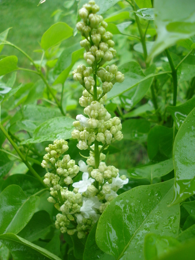 White Lilac Tree (2010, April 20) - Syringa vulgaris White