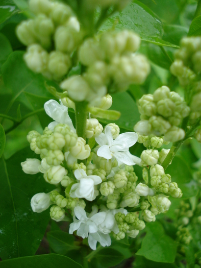 White Lilac Tree (2010, April 20) - Syringa vulgaris White