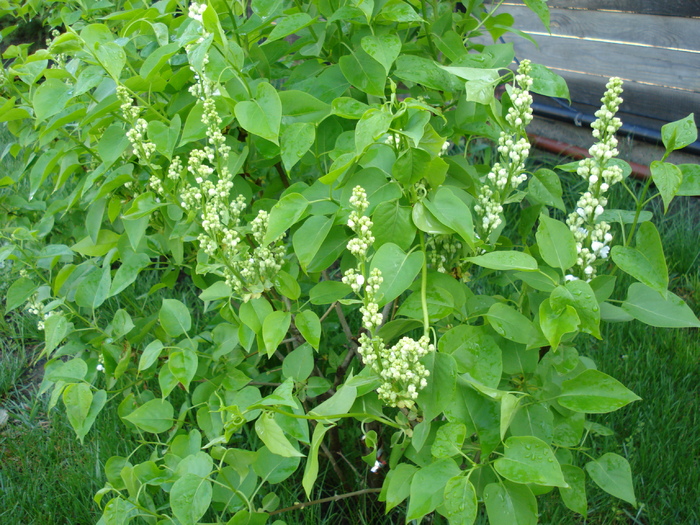 White Lilac Tree (2010, April 21)