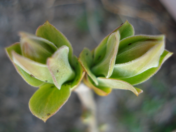 Syringa vulgaris_Lilac (2010, March 26)