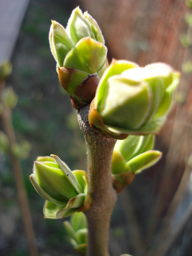 Syringa vulgaris_Lilac (2010, March 26) - Syringa vulgaris Lilac