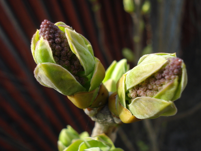 Syringa vulgaris_Lilac (2010, March 27) - Syringa vulgaris Lilac