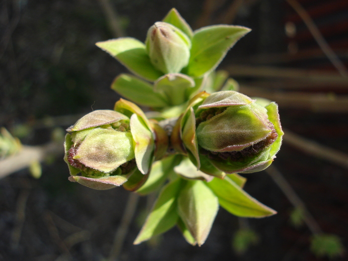 Syringa vulgaris_Lilac (2010, March 27) - Syringa vulgaris Lilac