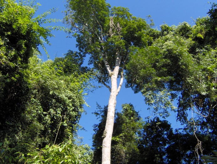 unicul pom comestibil din jungla( coaja  copacului) din care se fac ondimente - Argentina