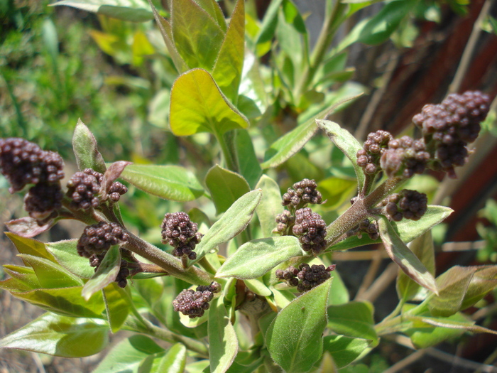 Syringa vulgaris_Lilac (2010, April 08) - Syringa vulgaris Lilac