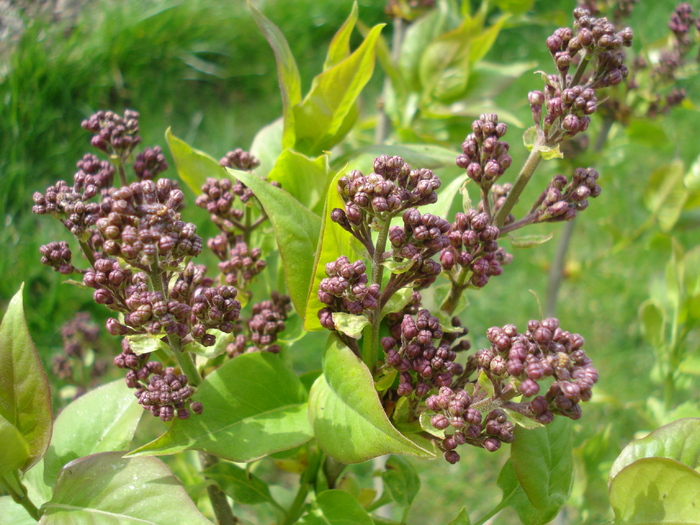 Syringa vulgaris_Lilac (2010, April 14) - Syringa vulgaris Lilac