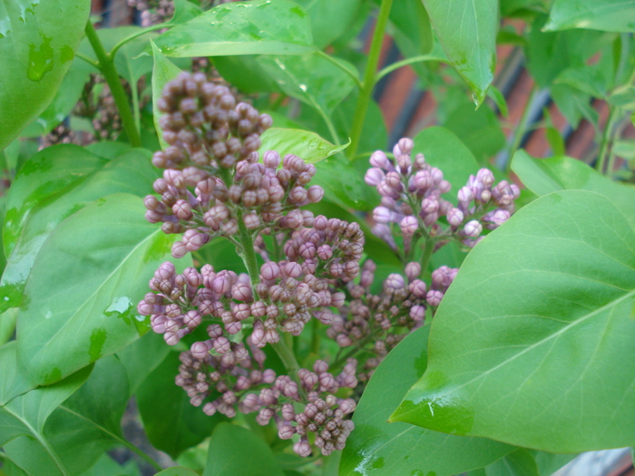 Syringa vulgaris_Lilac (2010, April 21) - Syringa vulgaris Lilac