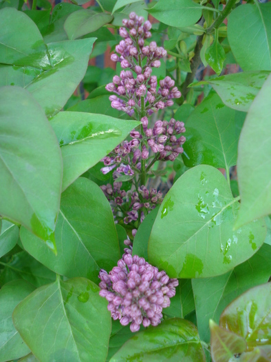 Syringa vulgaris_Lilac (2010, April 21)