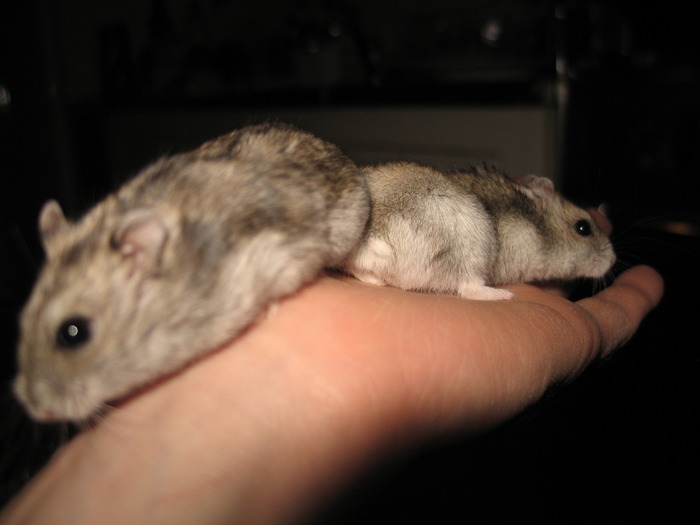 campbell - HAMSTERI