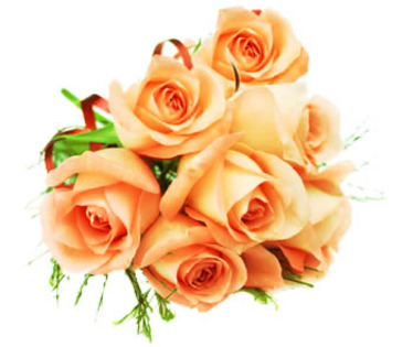 Trandafiri-7-trandafiri-portocalii-poza-t-P-n-dreamstime_4306464 - trandafiri