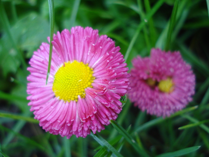 Bellis perennis (2010, April 21) - BELLIS Perennis