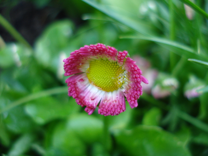 Bellis perennis (2010, April 21) - BELLIS Perennis