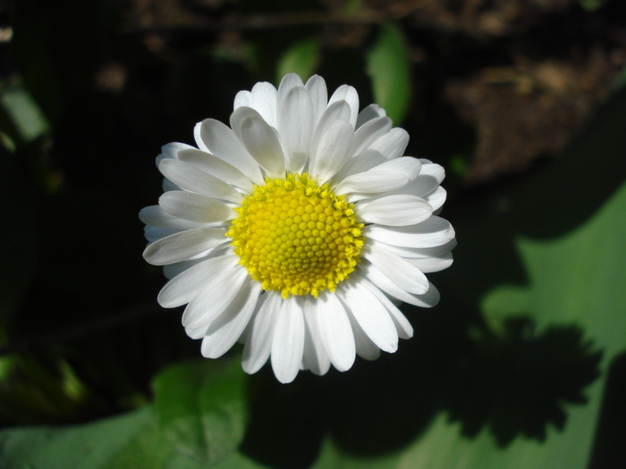 Bellis perennis (2010, April 21) Bellis perennis (2010, April 21)