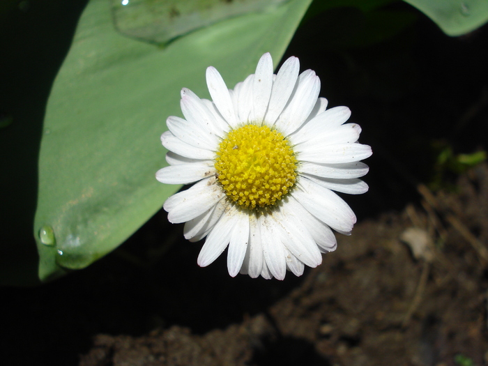 Bellis perennis (2010, April 21) - BELLIS Perennis