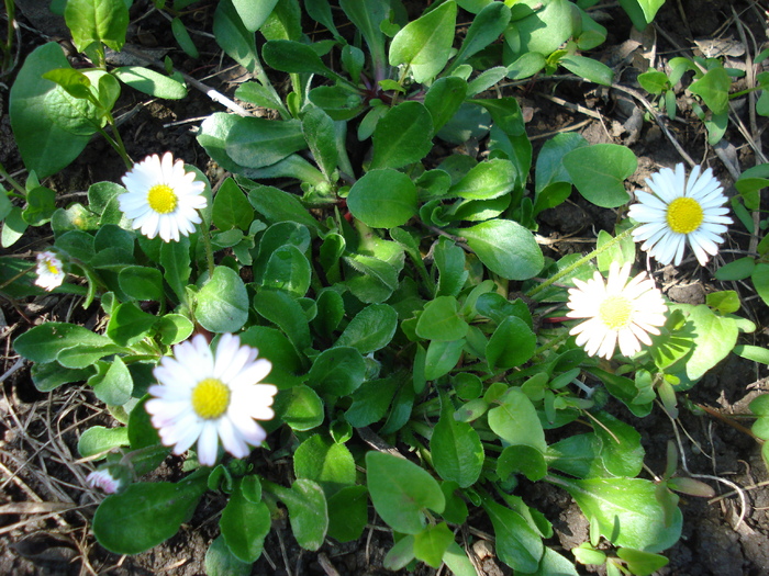 Bellis perennis (2010, April 21) Bellis perennis (2010, April 21)