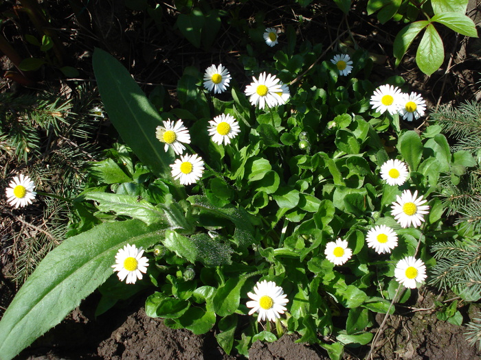 Bellis perennis (2010, April 21) Bellis perennis (2010, April 21)