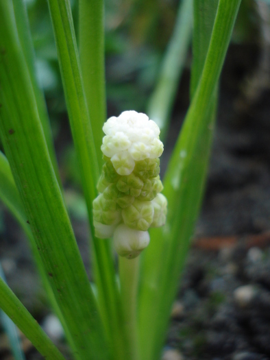 White Grape Hyacinth (2010, April 21) - Muscari Album