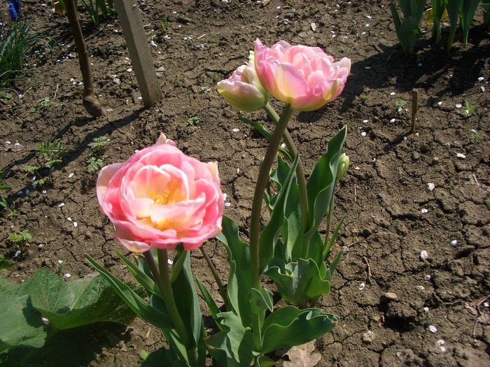 tulipa angelique