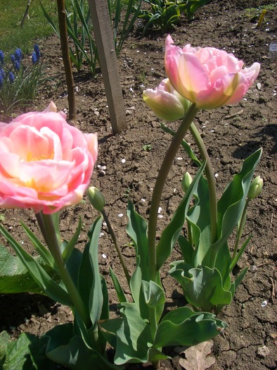 tulipa angelique2
