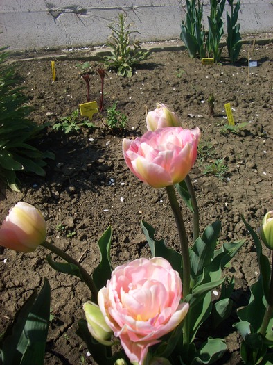 tulipa angelique4