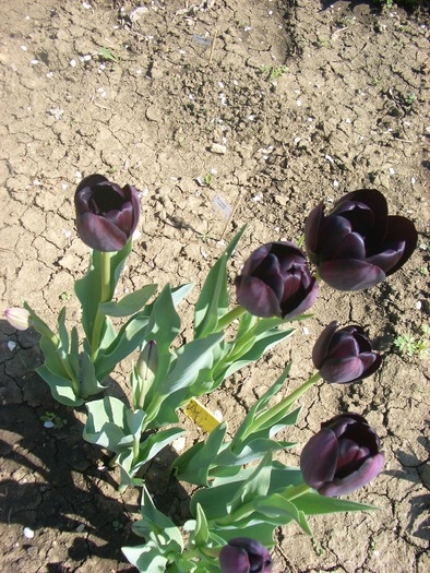 tulipa queen of night - primavara 2010