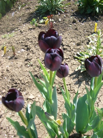 tulipa queen of nigt3 - primavara 2010