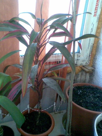 Image017; dracena
