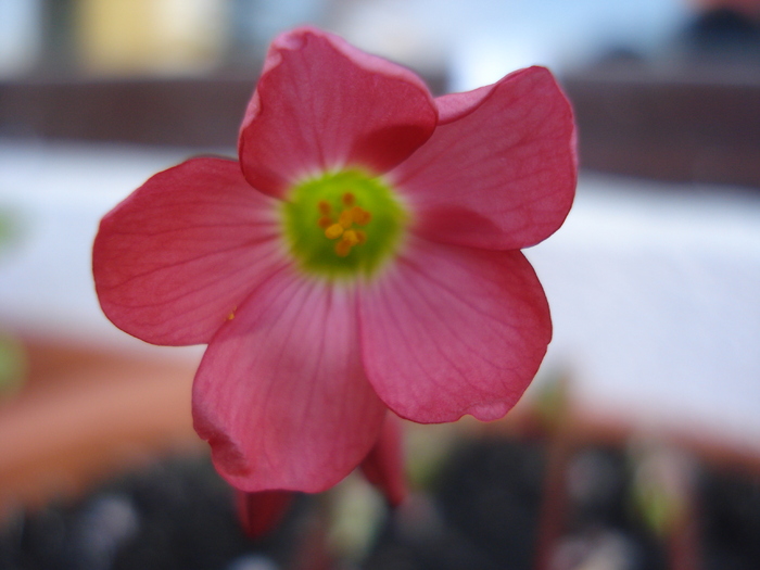 Oxalis Iron Cross (2010, April 21)