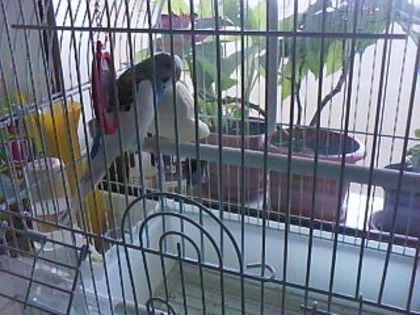 DSC00462 - Papagalul meu