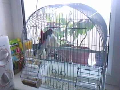 DSC00465 - Papagalul meu