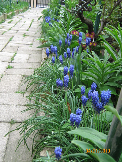 muscari