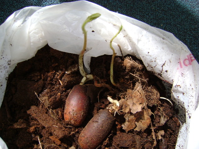 PAMANT DE PADURE ...CU STEJARI - PLANTE SALBATICE IN APARTAMENT