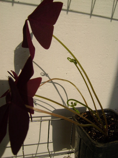 PUI DE OXALIS 2