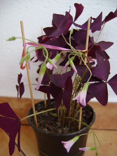 OXALIS INFLORIT - FLORI 2010