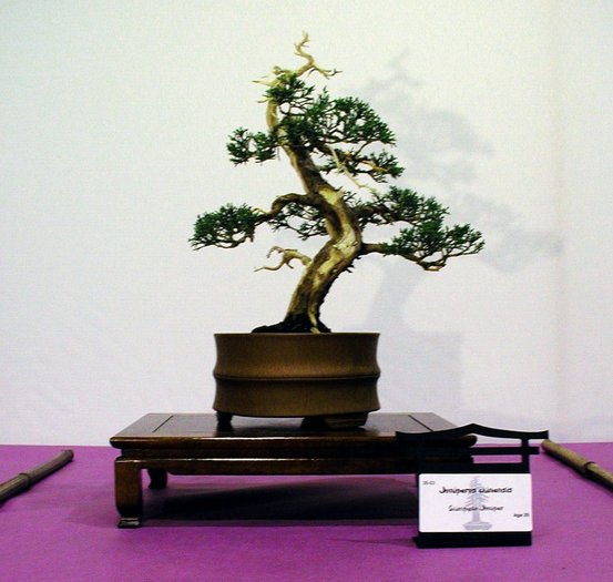 6a00d8341f624553ef00e54f7bbee08834-800wi - BONSAI