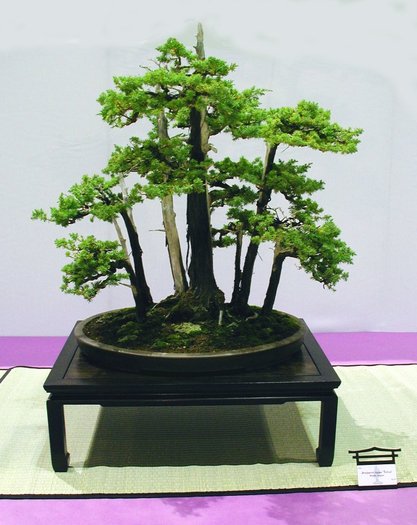 6a00d8341f624553ef00e54f7bc9f08834-800wi - BONSAI