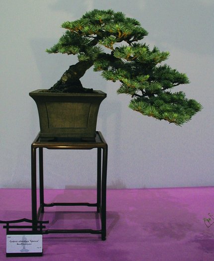 6a00d8341f624553ef00e54f67af2d8833-800wi - BONSAI