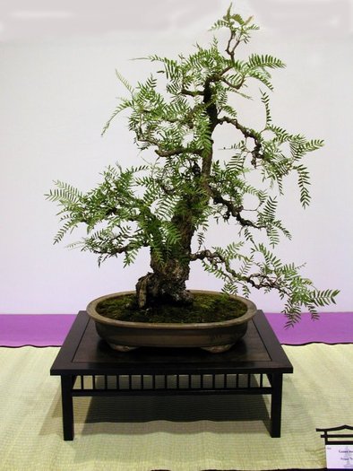 6a00d8341f624553ef00e54f67b0718833-800wi - BONSAI