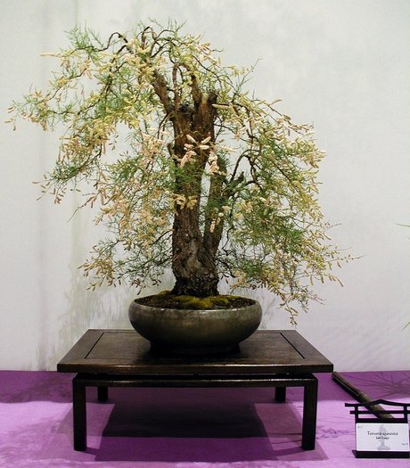 6a00d8341f624553ef00e54f67bcc48833-800wi - BONSAI