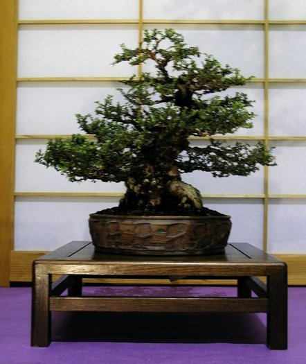 6a00d8341f624553ef00e54f67c49d8833-800wi - BONSAI