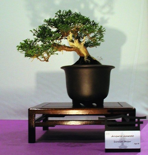 6a00d8341f624553ef00e54f67c50e8833-800wi - BONSAI