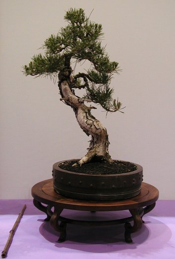 6a00d8341f624553ef011278d9604628a4-800wi - BONSAI