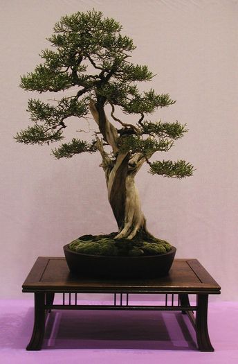 6a00d8341f624553ef0105370ff113970b-800wi - BONSAI