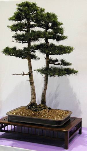 6a00d8341f624553ef0112790d569028a4-800wi - BONSAI